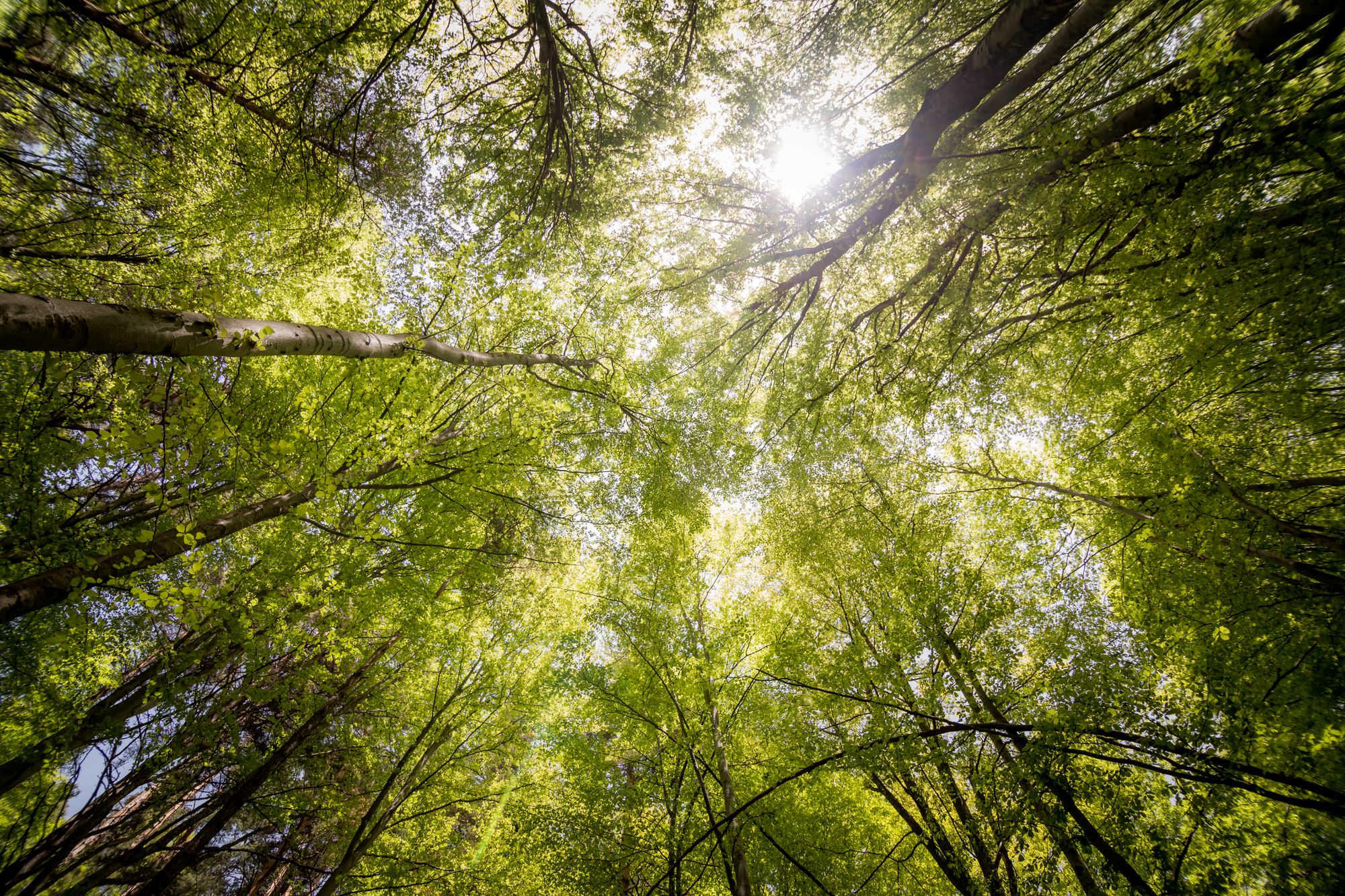 Sunlight through a green forest canopy
